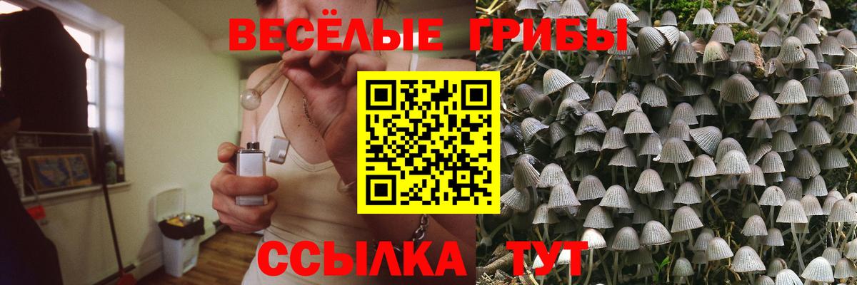 Галлюциногенные грибы Psilocybe Канск